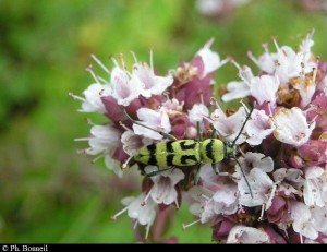 Chlorophorus varius (Cerambycidae) - 25-07-05- citerne 66820