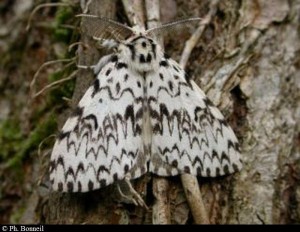 Papillon nocturne