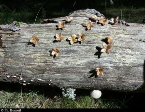 Land art