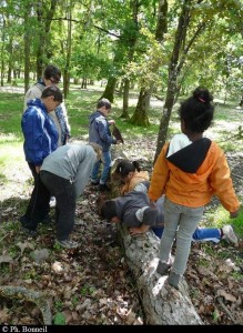 A la recherche des insectes du bois mortrt