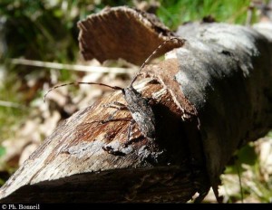 Longicorne