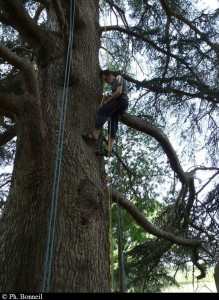 Découverte grimpe d'arbres à Fiches