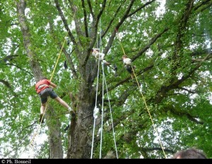 Grimpe d'arbres