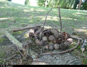 Land art arboré