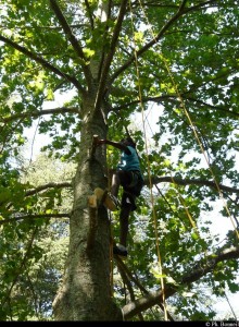 Grimpe d'arbres