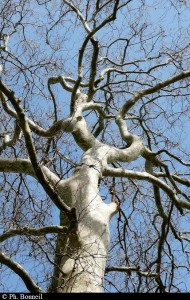 Platane de Fiches